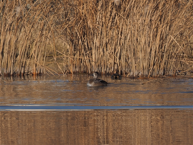 NrLN,Ling-necked Duck